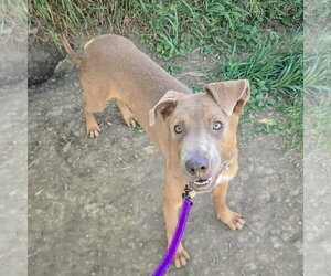 London - Female Labmaraner Dog for Adoption - Photo #7