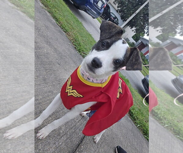 Medium Photo #2 Parson Russell Terrier-Rat Terrier Mix Puppy For Sale in Sanford, FL, USA