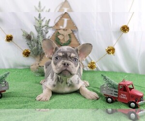 French Bulldog Puppy for sale in WOOSTER, OH, USA