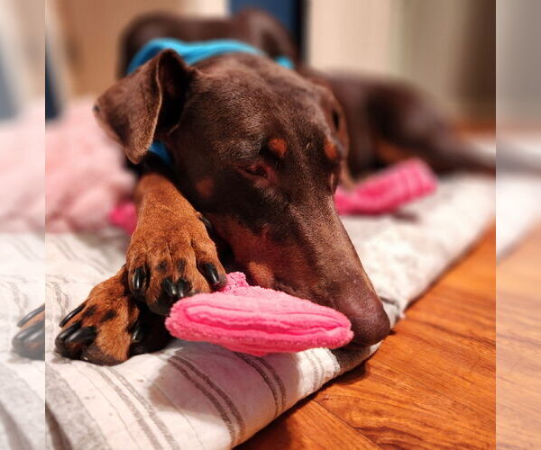 Medium Photo #5 Doberman Pinscher Puppy For Sale in Minneaoplis, MN, USA