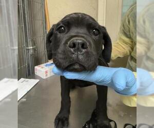 Labrador Retriever-Unknown Mix Dogs for adoption in Riverside, CA, USA