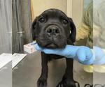 PUDGE - Male Labrador Retriever-Unknown Mix Dog for Adoption - Small photo