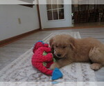 Small #10 Golden Retriever