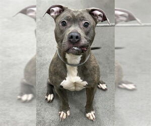 Mutt Dogs for adoption in Forestville, MD, USA