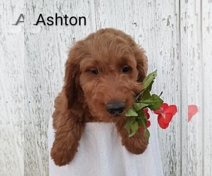 Goldendoodle Puppy for sale in WOOSTER, OH, USA