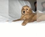 Small Photo #3 Golden Retriever Puppy For Sale in JACKSONVILLE, FL, USA