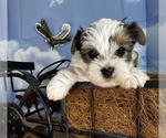 Image preview for Ad Listing. Nickname: Lil Aspen