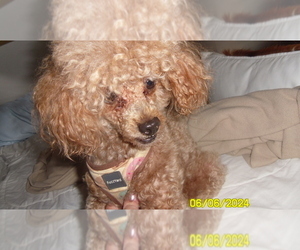 Poodle (Toy) Puppy for sale in DULUTH, GA, USA