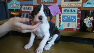 Great Dane Puppy for sale in CHESAPEAKE, VA, USA