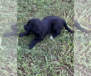 Labradoodle Puppy for sale in SALUDA, SC, USA