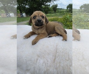 German Shepherd Dog-Unknown Mix Dogs for adoption in SHERBURNE, NY, USA