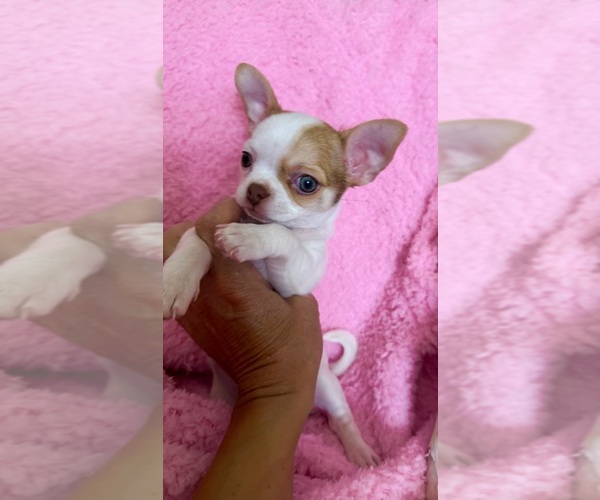 Medium Photo #8 Chihuahua Puppy For Sale in SPARKS, NV, USA