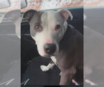 Small Photo #2 American Staffordshire Terrier-Unknown Mix Puppy For Sale in Sheboygan, WI, USA