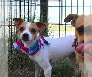 Chihuahua-Unknown Mix Dogs for adoption in San Antonio, TX, USA