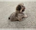 Small #1 Shih Tzu