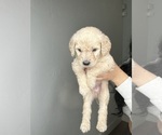 Small Photo #9 Goldendoodle Puppy For Sale in BAKERSFIELD, CA, USA