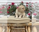 Small Photo #7 Goldendoodle Puppy For Sale in FRANKLIN, VA, USA