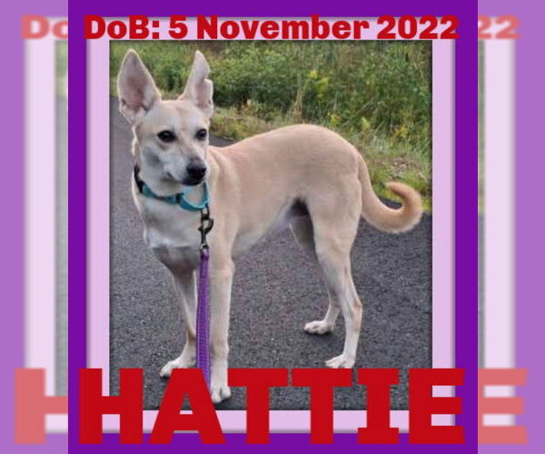 Medium Photo #4 Saluki-Whippet Mix Puppy For Sale in Sebec, ME, USA