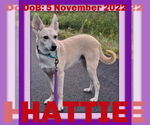 Small #3 Saluki-Whippet Mix