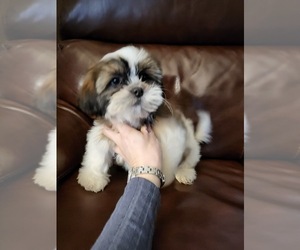 Shih Tzu Puppy for sale in LOWELL, MA, USA
