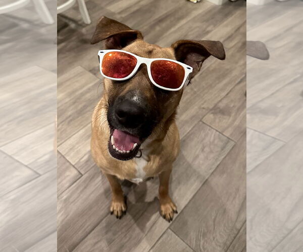 Medium Photo #2 Australian Shepherd-Boxer Mix Puppy For Sale in Dana Point, CA, USA