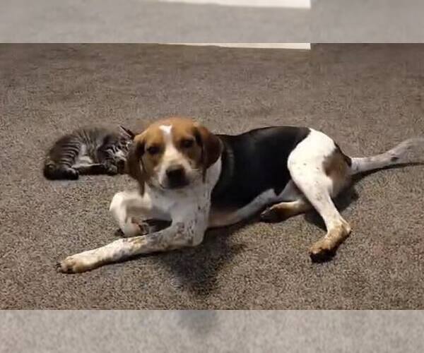 Medium Photo #5 Beagle-Unknown Mix Puppy For Sale in Tampa, FL, USA