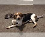 Small #4 Beagle Mix