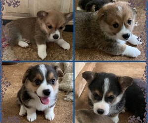 Pembroke Welsh Corgi Puppy for sale in BURLESON, TX, USA