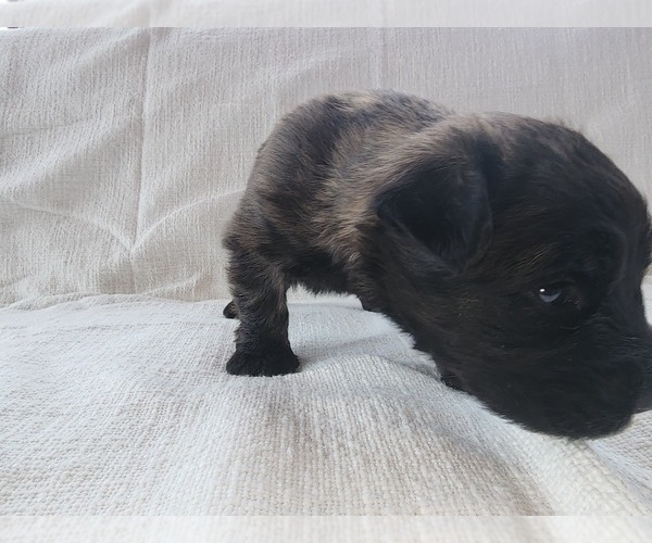 Medium Photo #3 Bouvier Des Flandres Puppy For Sale in BERWICK, ME, USA
