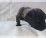 Small Photo #3 Bouvier Des Flandres Puppy For Sale in BERWICK, ME, USA