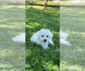 Bichon Frise Puppy for sale in CANOGA, NY, USA