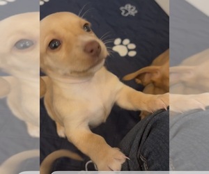 Dachshund Puppy for sale in CHARLOTTESVILLE, VA, USA