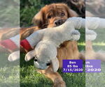 Small #17 Golden Retriever