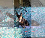 Small Photo #2 Miniature Pinscher-Unknown Mix Puppy For Sale in Alvin, TX, USA
