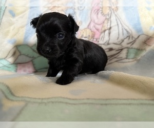 Yorkshire Terrier Puppy for sale in WILLISTON, SC, USA