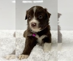 Small Photo #17 Australian Shepherd Puppy For Sale in NEOSHO, MO, USA