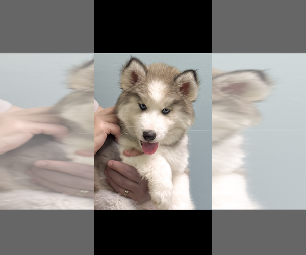 Medium Photo #22 Pomsky Puppy For Sale in VENUS, PA, USA