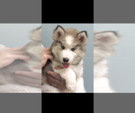 Small Photo #22 Pomsky Puppy For Sale in VENUS, PA, USA