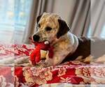 Small #1 American Staffordshire Terrier Mix