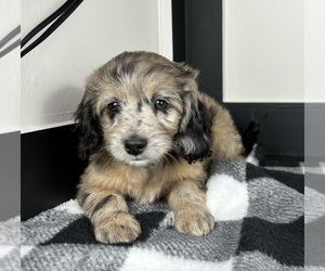 Aussiedoodle Miniature Puppy for sale in FRANKLIN, IN, USA
