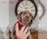 Small Photo #19 Labrador Retriever Puppy For Sale in POCAHONTAS, IL, USA