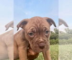 Small #2 Bullboxer Pit