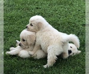 Golden Retriever Puppy for sale in EUGENE, OR, USA