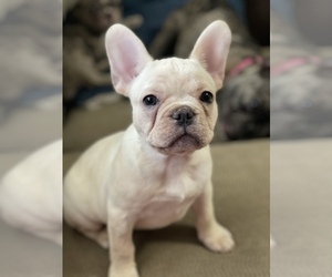 French Bulldog Puppy for sale in MANHATTAN, KS, USA