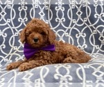 Small Photo #7 Poodle (Toy) Puppy For Sale in LAKELAND, FL, USA