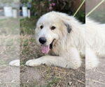 Small #2 Great Pyrenees