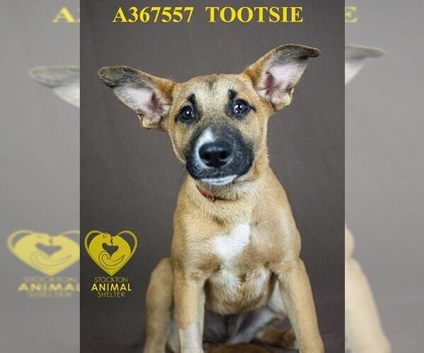 Medium Photo #2 German Shepherd Dog Puppy For Sale in Stockton, CA, USA