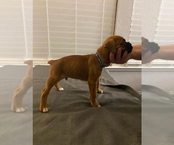 Medium Photo #1 Boxer Puppy For Sale in STKN, CA, USA