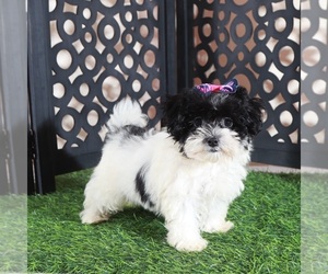 Maltipoo (Toy) Puppy for Sale in MOUNT VERNON, Ohio USA