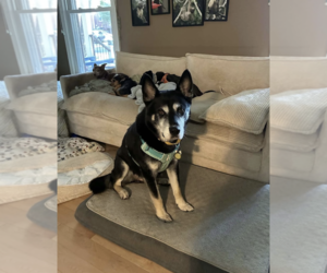 JOSH - Male Siberian Husky-Unknown Mix Dog for Adoption - Photo #2